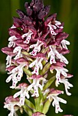 Burnt-tip orchid (Neotinea ustulata)