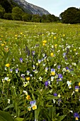 Mountain meadow,Bulgaria