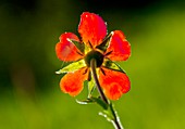Red avens (Geum coccineum) flower