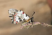 Eastern festoon butterfly