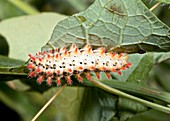 Southern festoon caterpillar