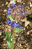 Common bugloss (Anchusa officinalis)