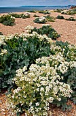 Sea kale (Crambe maritima) in flower