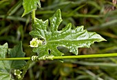 White bryony (Bryonia dioica) in flower