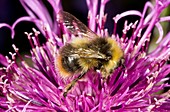 Red-tailed bumblebee on knapweed