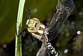 Southern hawker dragonfly