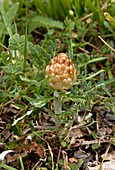 Cone thistle (Leuzea conifera) in flower