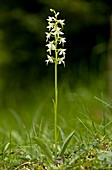 Butterfly-orchid (Platanthera bifolia)