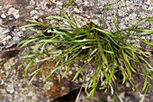 Spleenwort (Asplenium septentrionale)