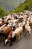 Sheep flock being moved,French Pyrenees