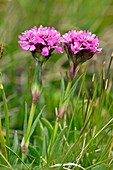 Alpine catchfly (Silene suecica) flowers