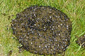 Flies on cow dung