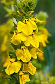 Rhynchocorys stricta in flower