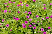 Cranesbill (Geranium psilostemon)