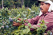 Blueberry harvest,USA