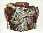 Abdominal anatomy,1839 artwork