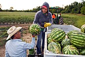 Watermelon harvest,USA
