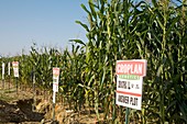 Seed company crop demonstration plot