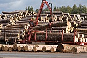 Logs at a sawmill