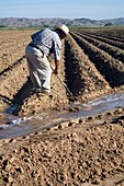 Worker digging irrigation channels