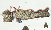 Pancreas anatomy,1839 artwork