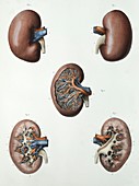 Kidney anatomy,1839 artwork