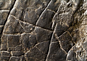 Fossil mudcracks