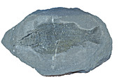 Fossil fish (Semionotus)