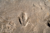 Dinosaur track (Eubrontes)