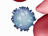Monocyte white blood cell. SEM