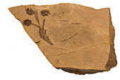 Fossil Dawn Redwood cone