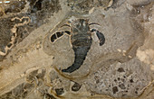 Fossil Sea Scorpion (Eurypterus remipes)