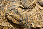 Fossil Trilobites (Asaphus)