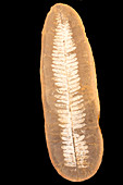 Fossil Seed Fern Leaf (Neuropteris)