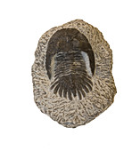 Fossil Trilobite (Greenops)