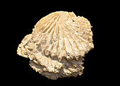 Fossil Oyster (Alectryonia diluviana)