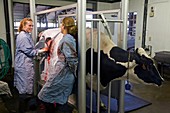 Veterinarians operating on a cow