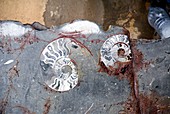 Ammonite fossil stone