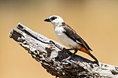 White-Headed Buffalo Weaver