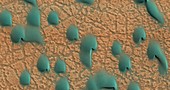 Surface of Mars,MRO image