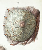 Female breast anatomy,1839 artwork