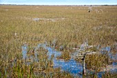 Sawgrass prairie,Everglades,USA
