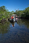 Tourists canoeing in mangrove swamp