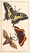 Butterflies,19th century artwork