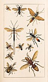 Insects,19th century artwork