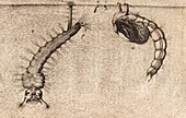 Aquatic larvae,17th century artwork