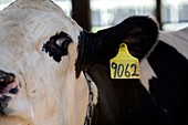 Cow with identification tag