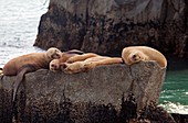 Steller sea lions