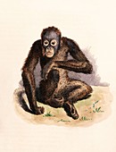 Orangutan,19th century artwork