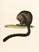 Night monkey,19th century artwork